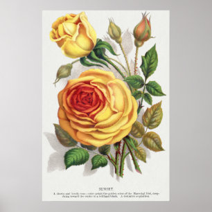Arte Botánico Vintage Rosa Amarilla y Naranja de A
