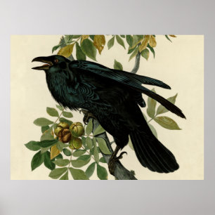 Arte clásico del cuervo de Audubon