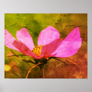 Arte Con Molestias De Flor Cosmos De Color Rosa Ún