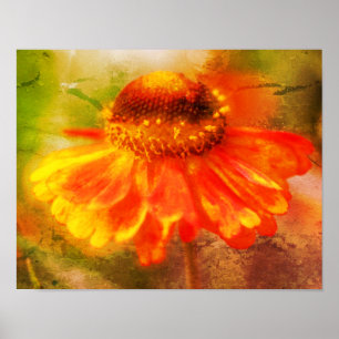 Arte con problemas de flor en Zinnia de ensueño