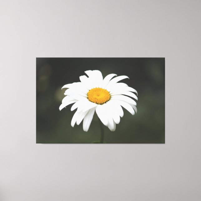 Arte Daisy Canvas (Anverso)