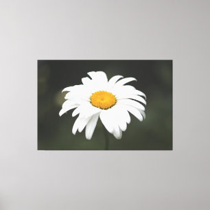 Arte Daisy Canvas
