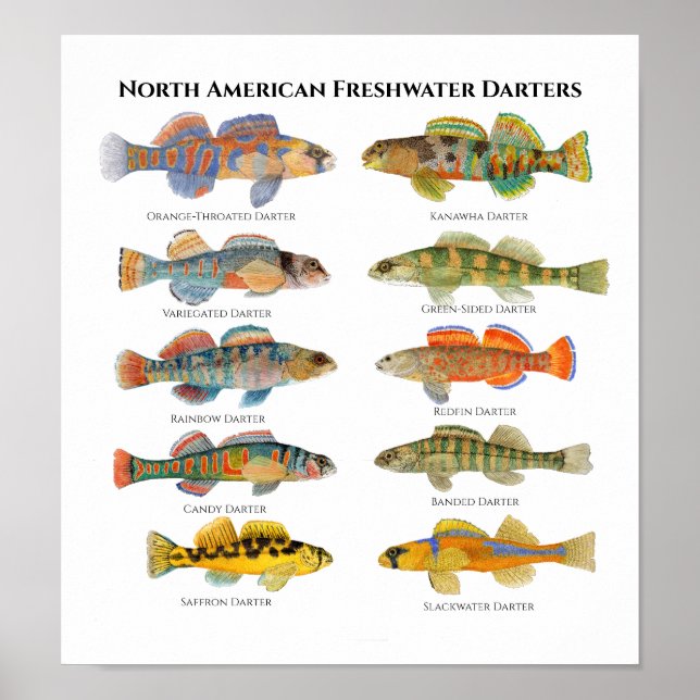 Arte Darters de Norteamérica (Frente)