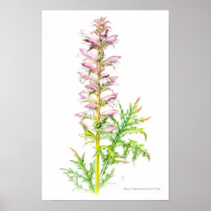 Arte de acuarela de Acanto blando Acanthus mollis