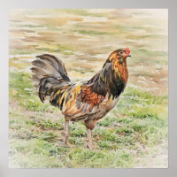 Arte de acuarela de gallo rústico al cuadrado