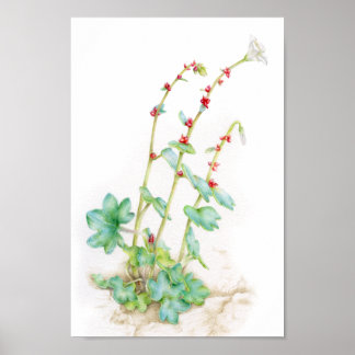 Arte de acuarela de la planta alpina de Saxifraga 