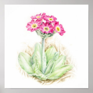 Arte de acuarela de plantas alpinas de Primula sco