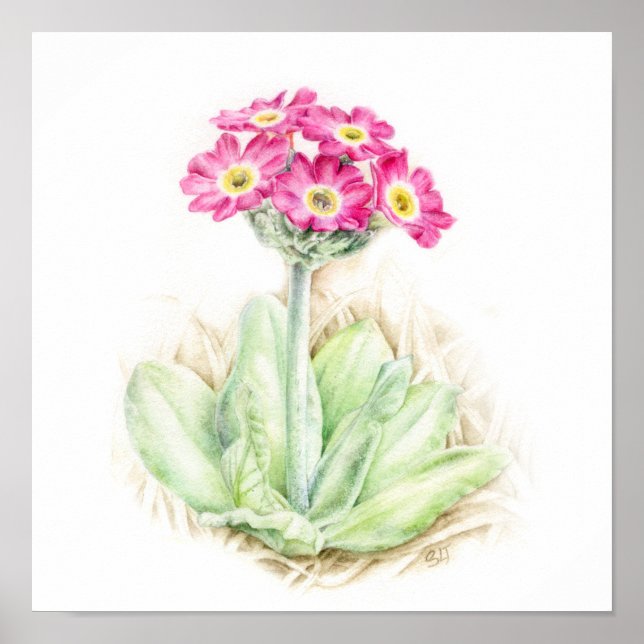 Arte de acuarela de plantas alpinas de Primula sco (Frente)