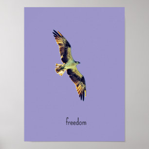 arte de águila pescadora