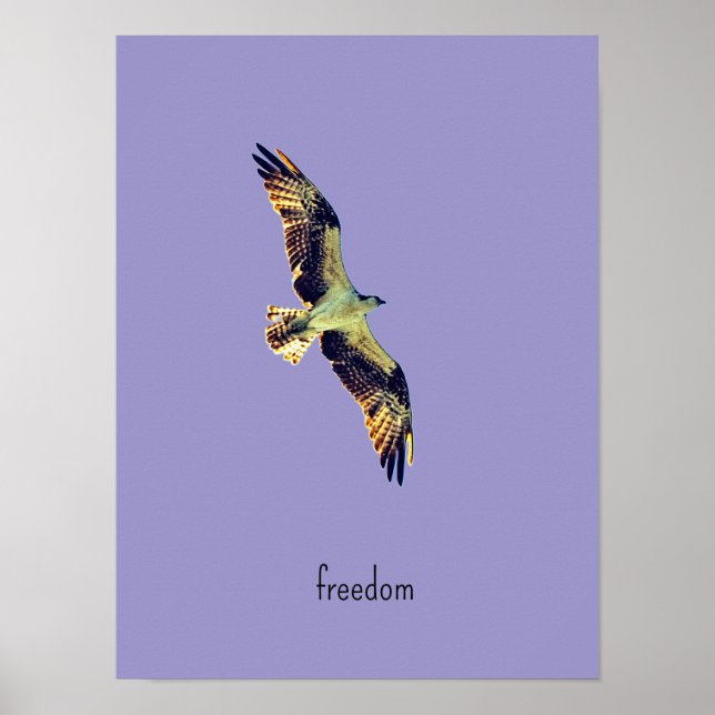 arte de águila pescadora (Frente)