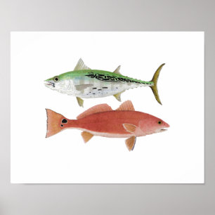 Arte de Albacore y Redfish