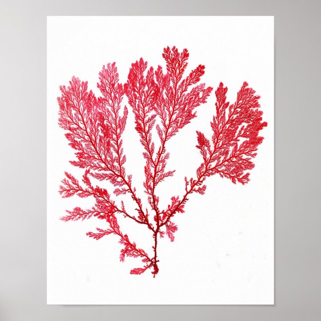 Arte de algas rojas Imprimir 3 Decoración de playa (Frente)