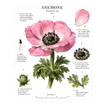Arte de Anatomía Floral Vintage | Estudio Botánico