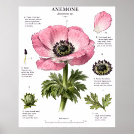 Arte de Anatomía Floral Vintage | Estudio Botánico