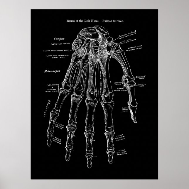 Arte de anatomía ósea de mano humana (Frente)