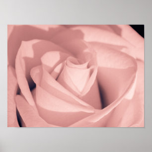 Arte de archivo de flor de rosa rosa romántico