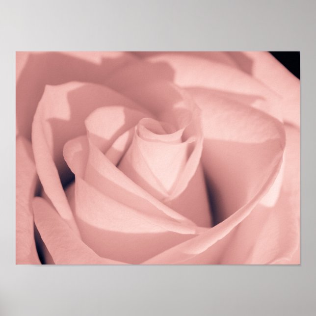 Arte de archivo de flor de rosa rosa romántico (Frente)