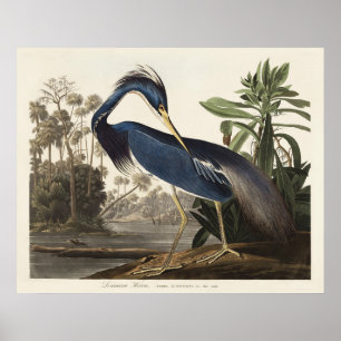 Arte de ave de la garza de Louisiana vintage de Au