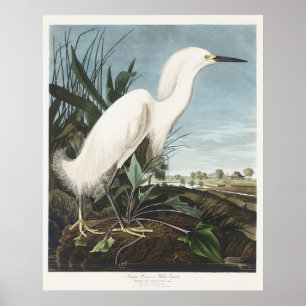 Arte de Ave Garza Blanca de Audubon Vintage