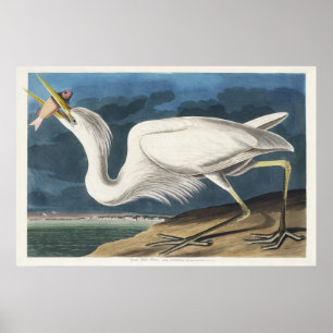 Arte de ave Garza Blanca de Audubon vintage