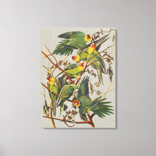 Arte de ave loro de Carolina vintage de Audubon