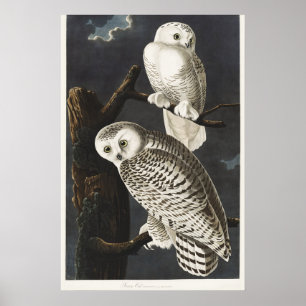 Arte de ave nocturna de búho nevado Audubon vintag