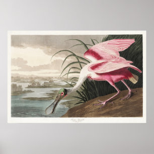 Arte de ave vintage Audubon Espátula Rosada
