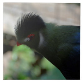 ARTE DE BALDOSAS DEL TURACO DE GUINEA