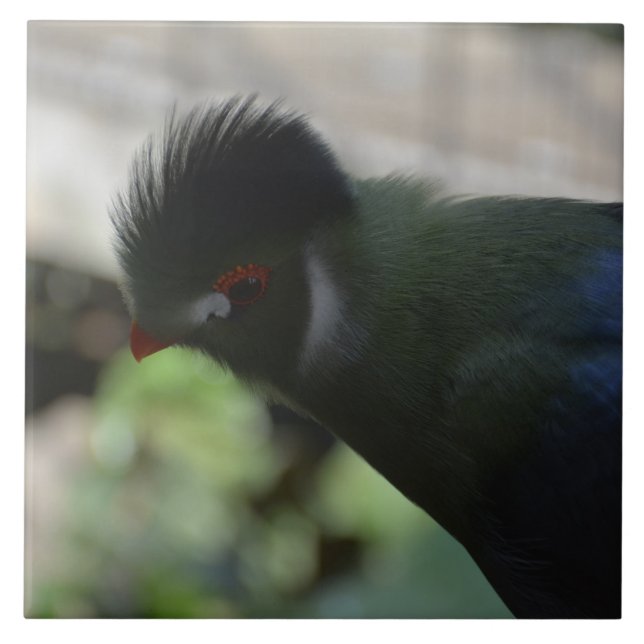 ARTE DE BALDOSAS DEL TURACO DE GUINEA (Frente)