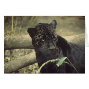 Arte de Black_jaguar