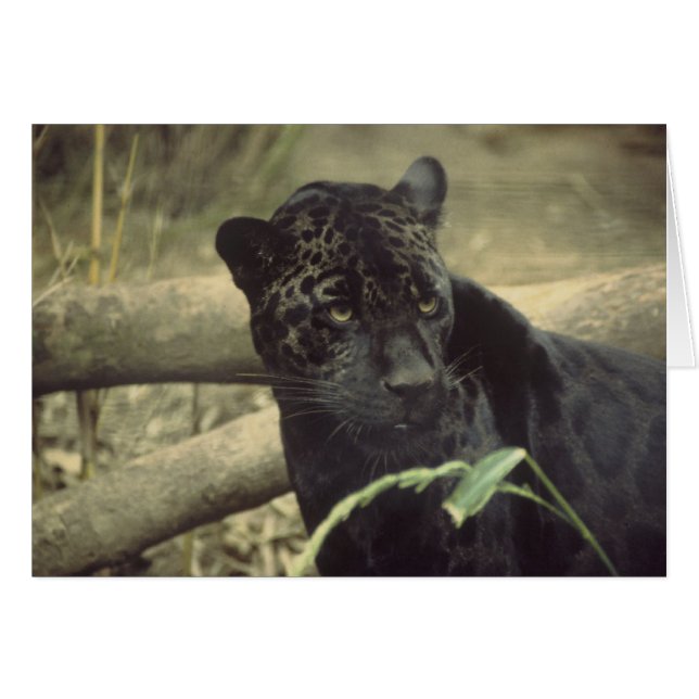 Arte de Black_jaguar (Anverso (Horizontal))
