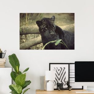 Arte de Black_jaguar