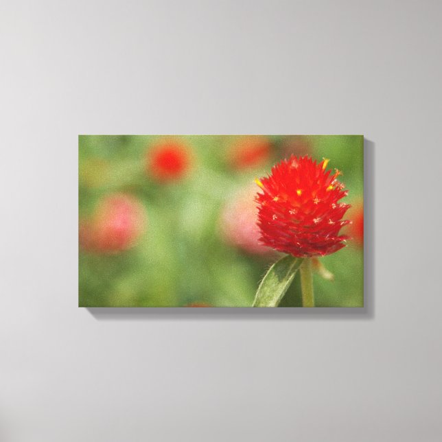 Arte de canvas de Red Clover (Anverso)