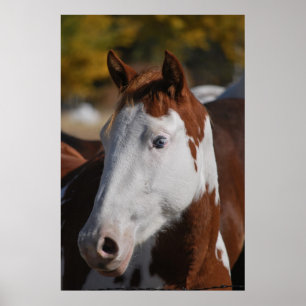 Arte de cartel de caballo western pío pinto pintad