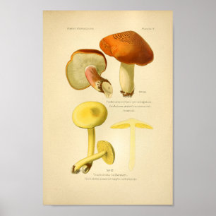 Arte de champiñones marrones amarillos vintage Imp