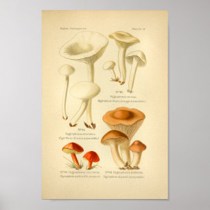 Arte de champiñones marrones rojos vintage Imprimi