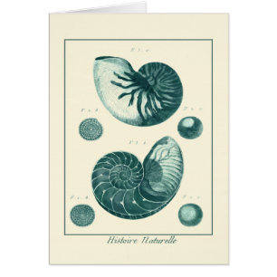 Arte de conchas rojas y verdes