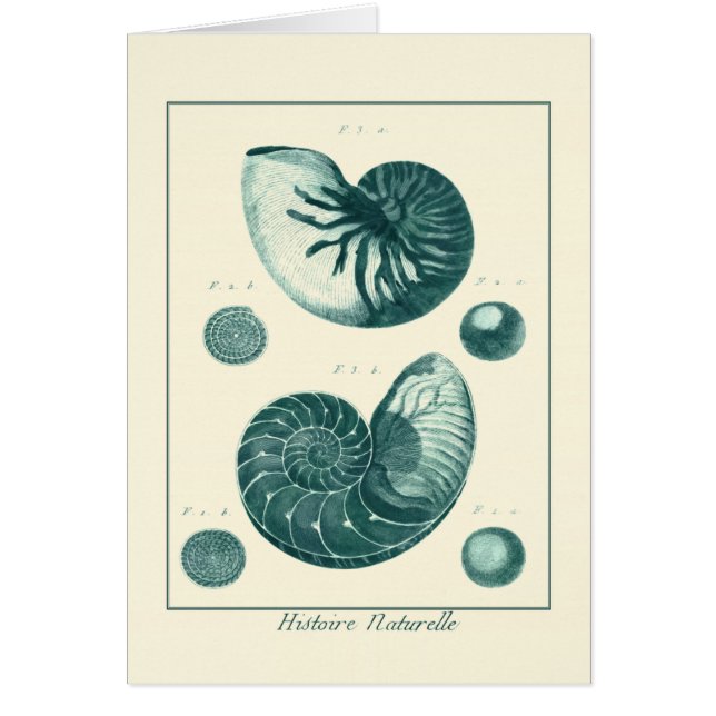 Arte de conchas rojas y verdes (Frente)