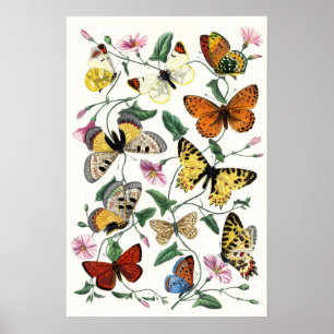 Arte de dibujo de mariposa colorida
