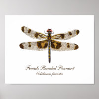 Arte de Dragonfly Pennant Banda Femenina