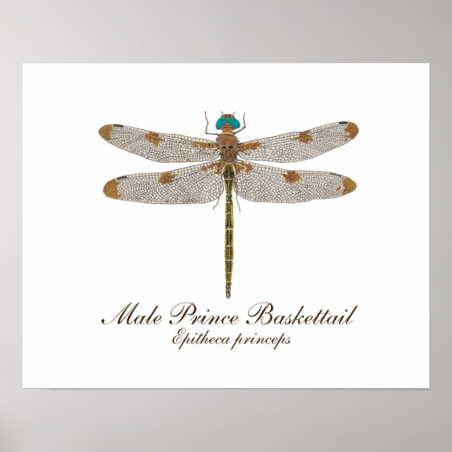 Arte de Dragonfly Prince Baskettail para hombres (Frente)