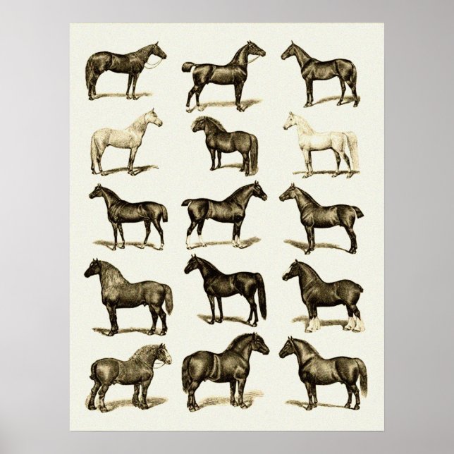Arte de época de razas de caballos Gráfico de post (Frente)