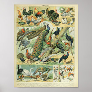 Arte de fauna silvestre vintage de pavo real y fai