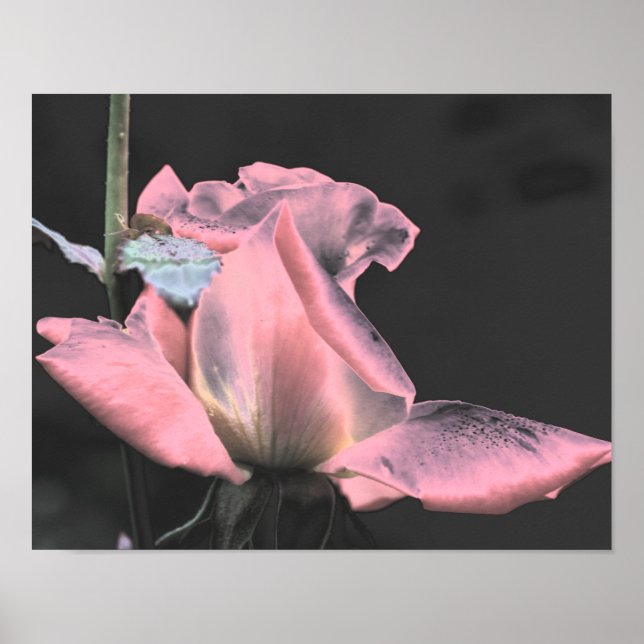 Arte de Flor Abstracta Rosa Electric Pink  (Frente)