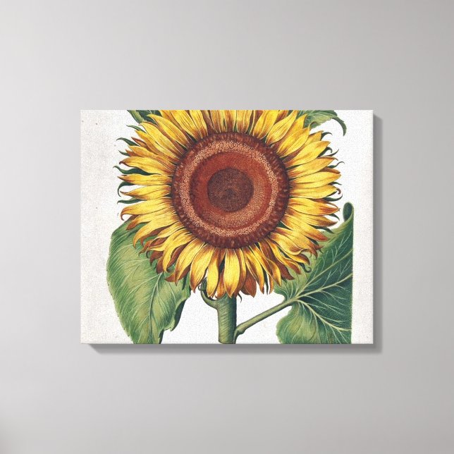 Arte de Flor de Damasco Vintage Girasol (Anverso)