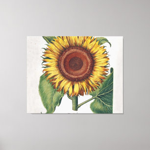 Arte de Flor de Damasco Vintage Girasol