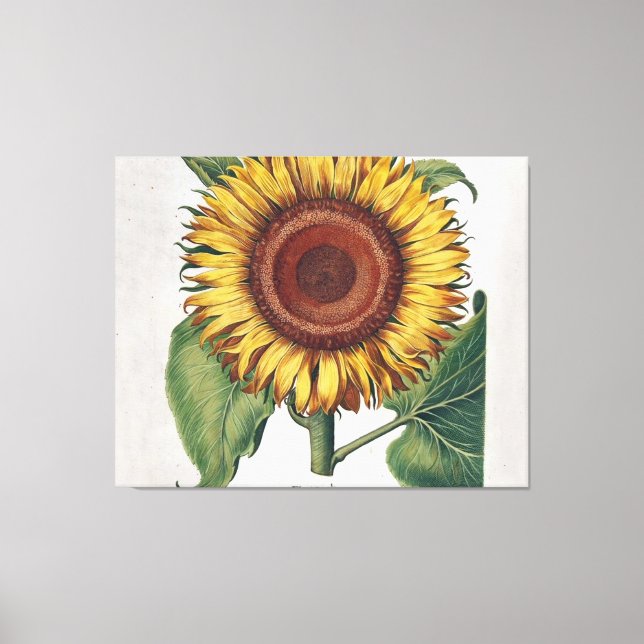Arte de Flor de Damasco Vintage Girasol (Anverso)