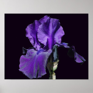 Arte de Flor de Iris Barbudo Púrpura aterciopelada