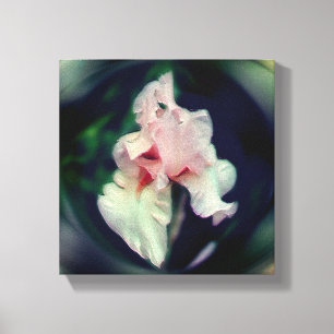 Arte de Flor de Iris Barbudo Rosa