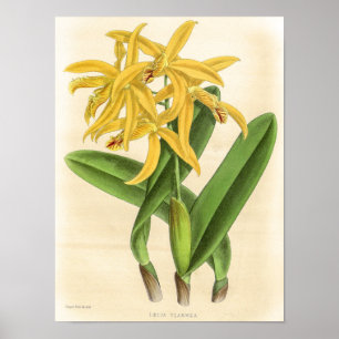 Arte de Flor de Orquídea Vintage Laelia Flammea